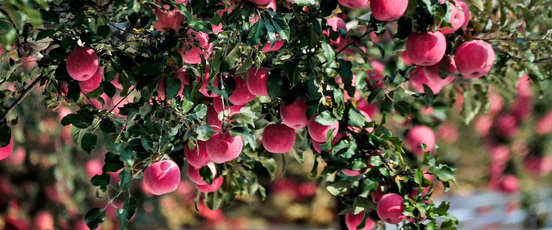 高標(biāo)準(zhǔn)農(nóng)田觀測(cè)場(chǎng)建設(shè)方案